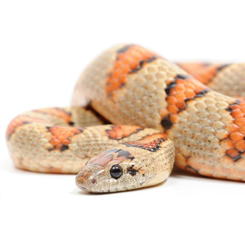 Sarpe Regal Thayeri (Lampropeltis Mexicana) - imagine 4